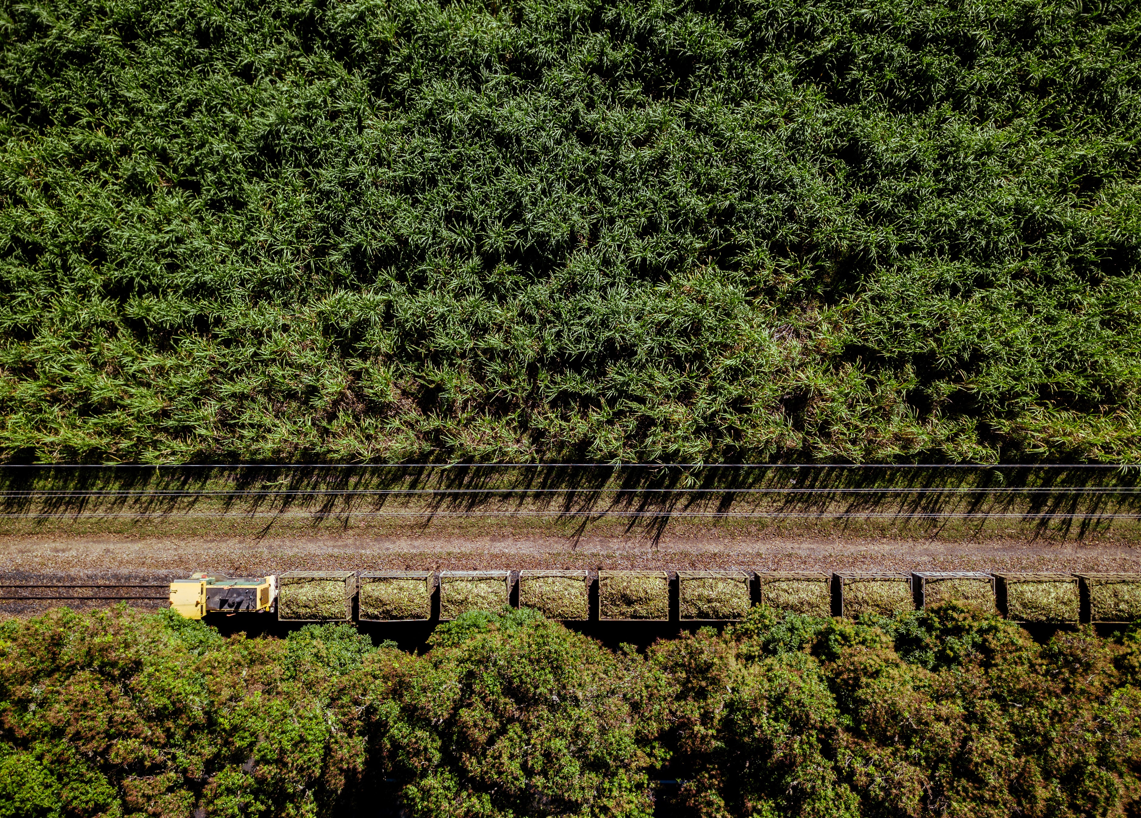 Sugar cane field