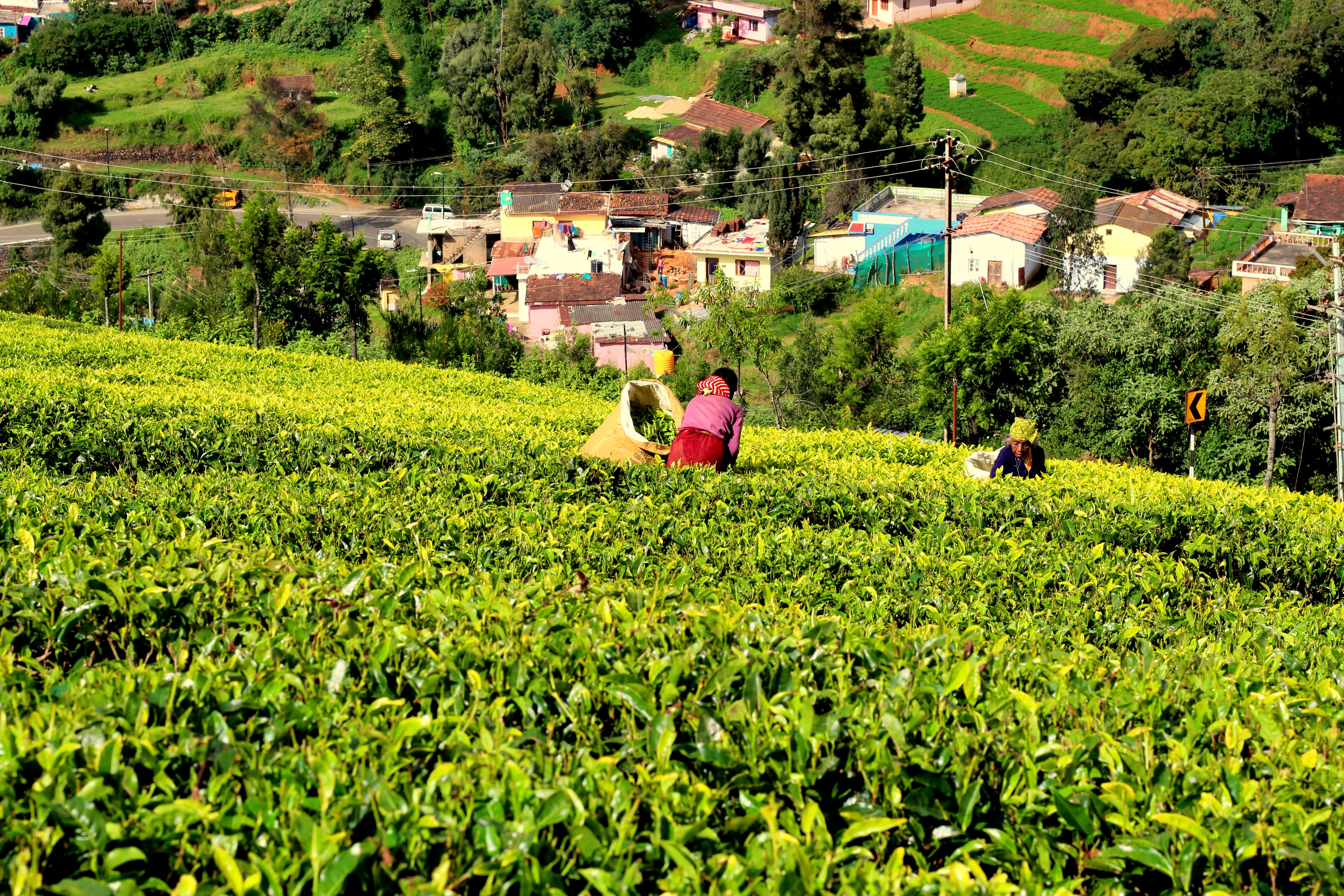 Farmers in a field