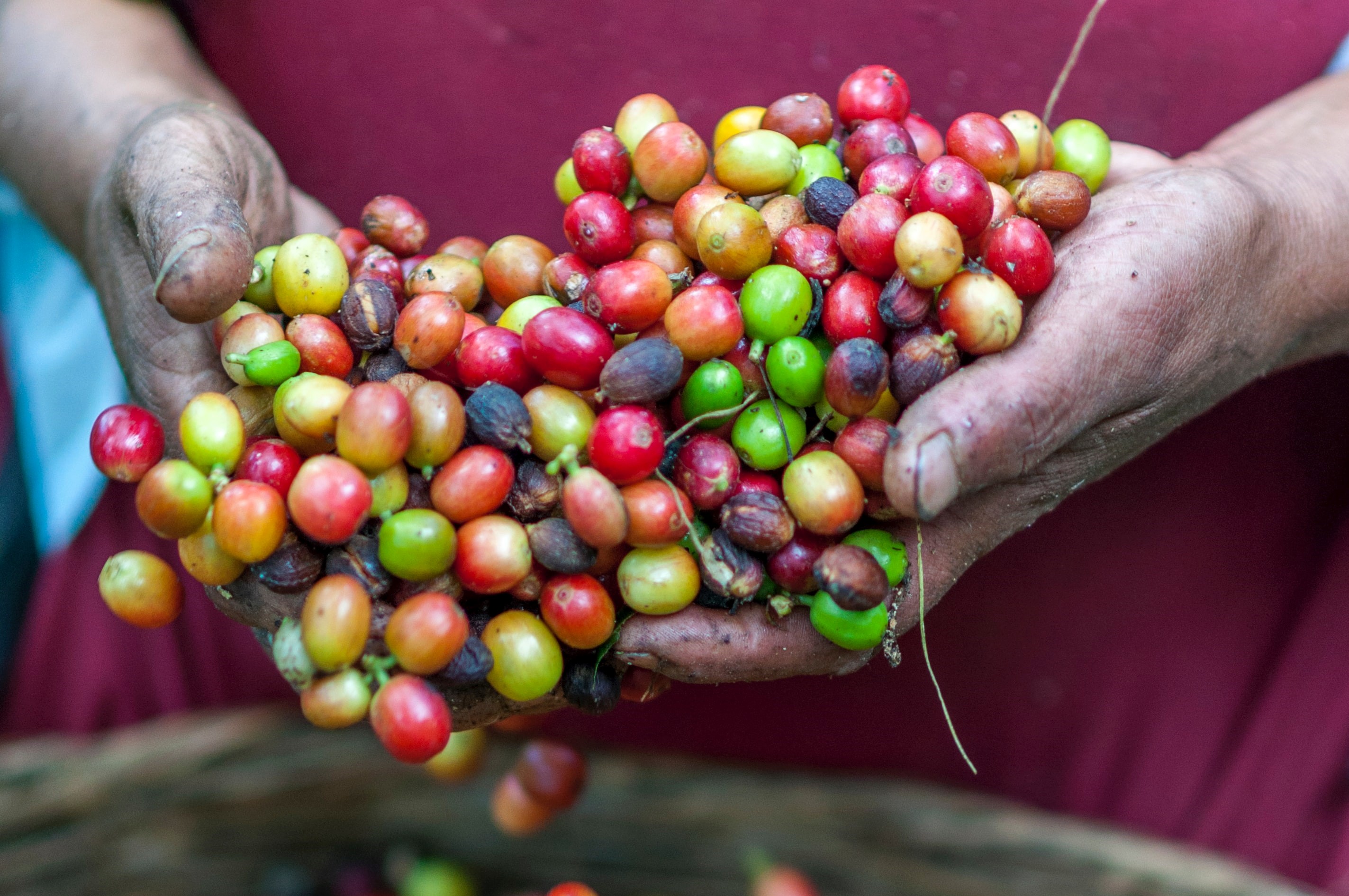 Hands holding ripe coffee beans