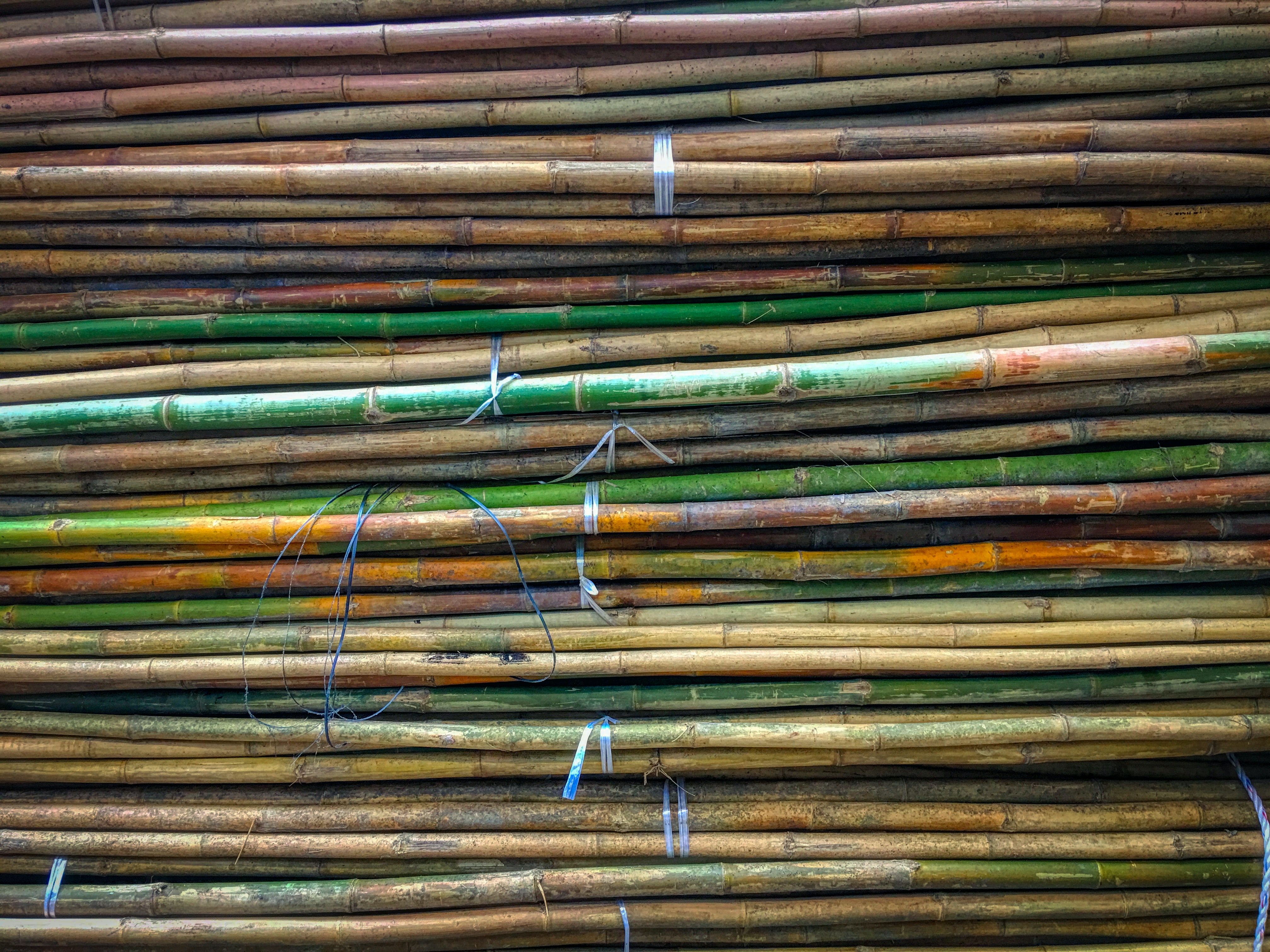 Sugar cane